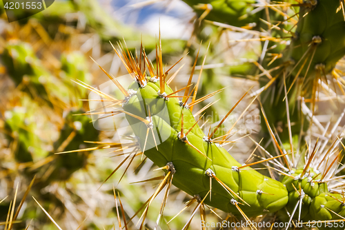 Image of Sharp spines of cactus