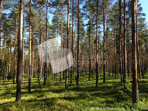 Image of Scenic forest in summer day