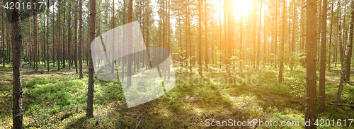 Image of Panoramic photo of summer forest