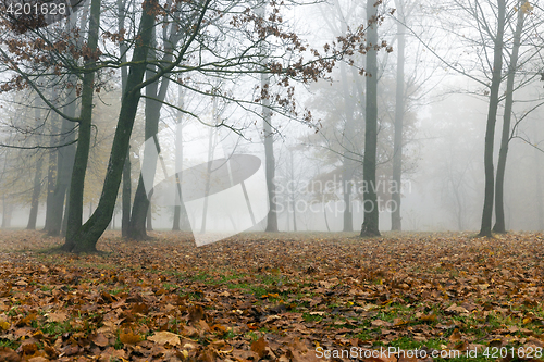 Image of Fog in autumn season