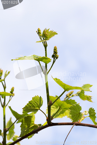 Image of green grape leaves