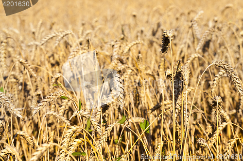 Image of mature yellowed grass