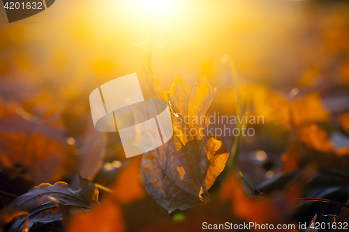 Image of fallen leaves of a maple