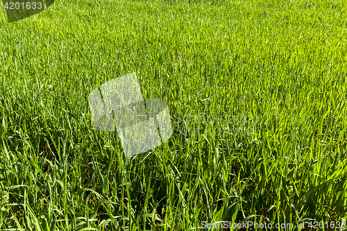 Image of Field with cereal