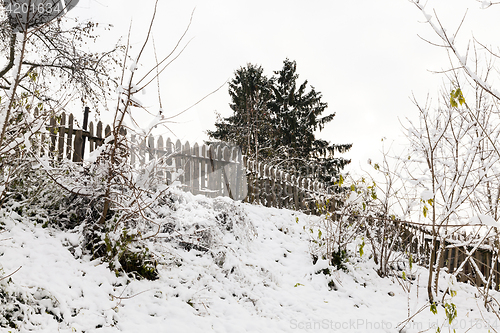 Image of trees in the snow