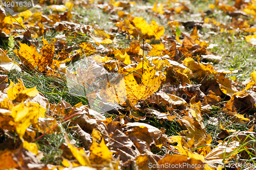 Image of The fallen maple leaves