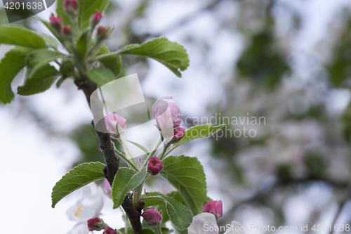Image of pink apple flowers in May