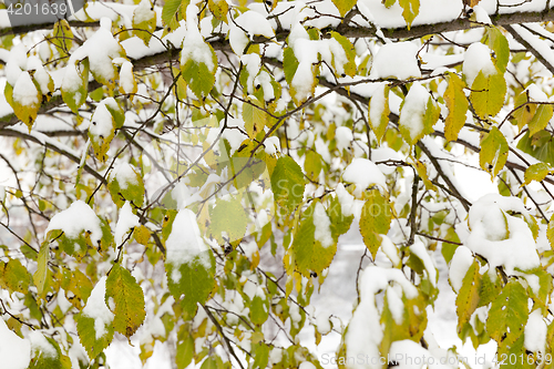 Image of trees in the snow