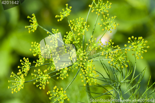 Image of green umbrella dill