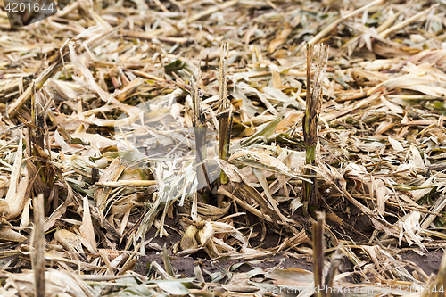 Image of husks and leaves of corn