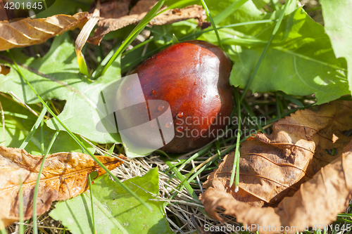 Image of ripe fruit chestnut