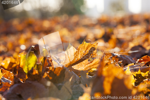 Image of yellowed maple leaves