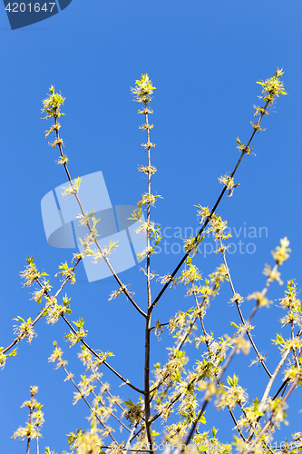 Image of flowering maple tree