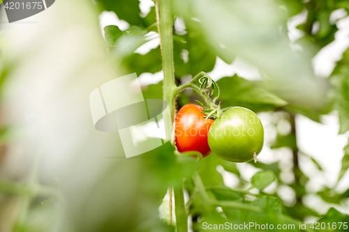 Image of close up of tomato growing at garden