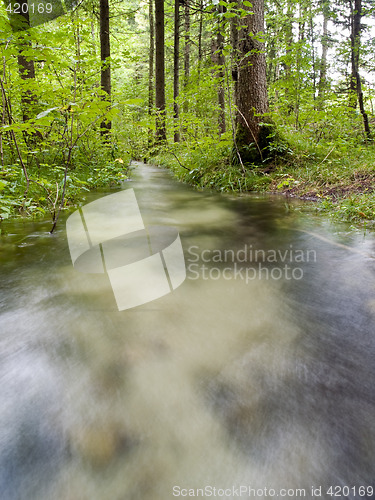 Image of Forest Creek