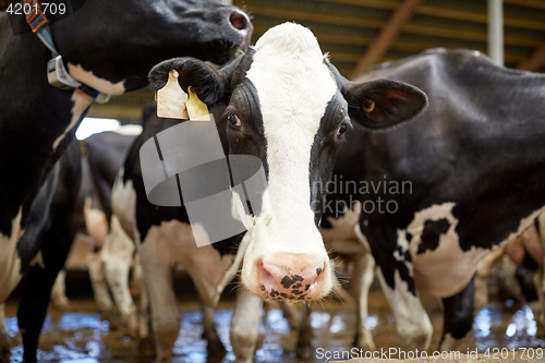 Image of herd of cows in cowshed on dairy farm