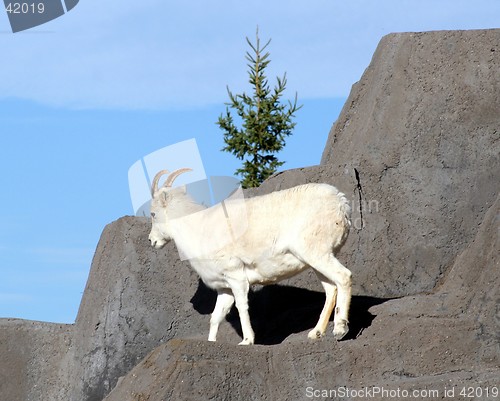 Image of Dall's Sheep