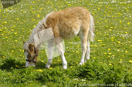 Image of Horse foal is eating grass