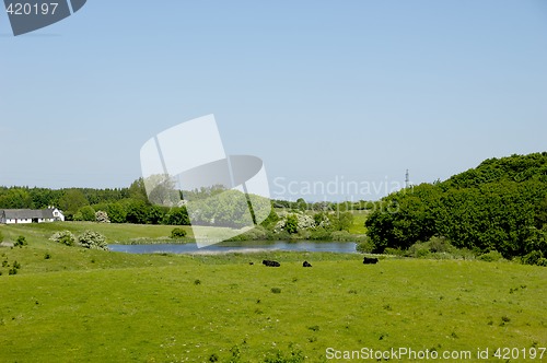 Image of Cows, lake and farm