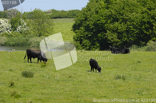 Image of Cows eating grass