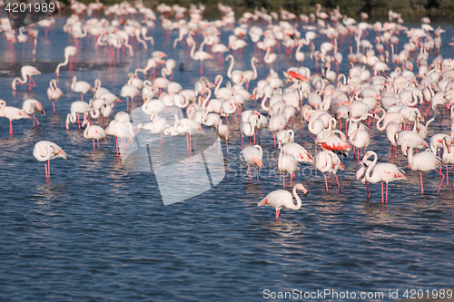 Image of Flock of adorable pink flamingos