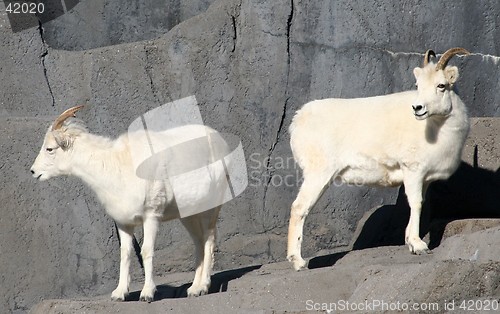 Image of Dall Sheep