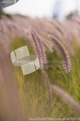 Image of Alpine meadow