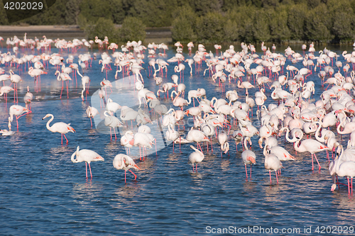 Image of Flock of adorable pink flamingos