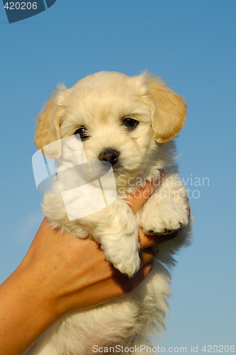 Image of Holding sweet puppy in hands