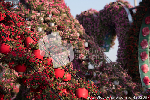 Image of Dubai miracle garden