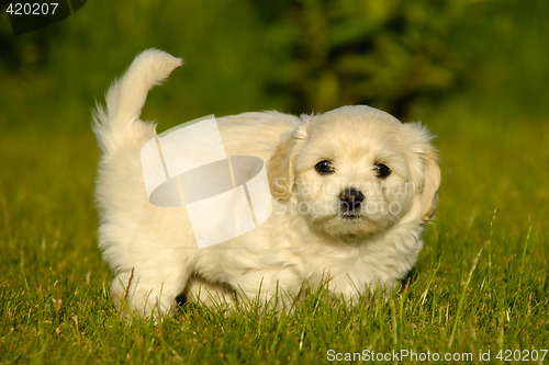 Image of Bichon Havanais puppy dog