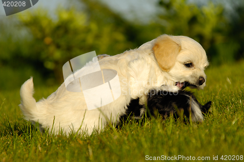 Image of Puppy dogs are playing and fighting