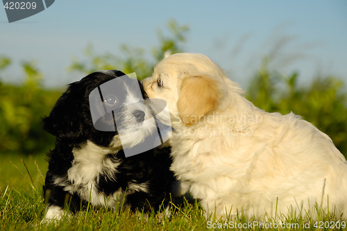 Image of Black and white puppy dogs