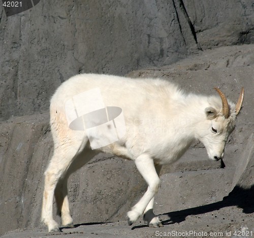 Image of Dall's sheep sad