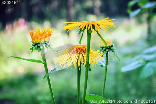 Image of Wild Sunflowers In Bloom