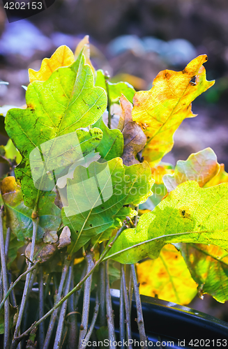 Image of Oak Seedling For Planting 