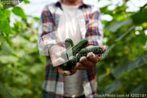 Image of farmer with cucumbers at farm greenhouse