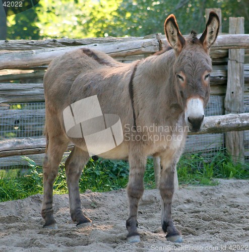 Image of Donkey