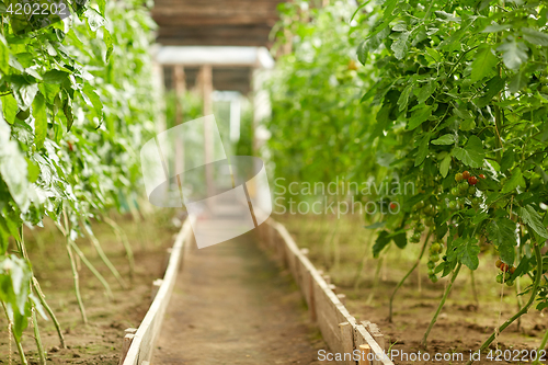 Image of tomato seedlings growing at greenhouse