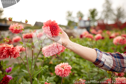 Image of hand of senior woman with flowers at summer garden