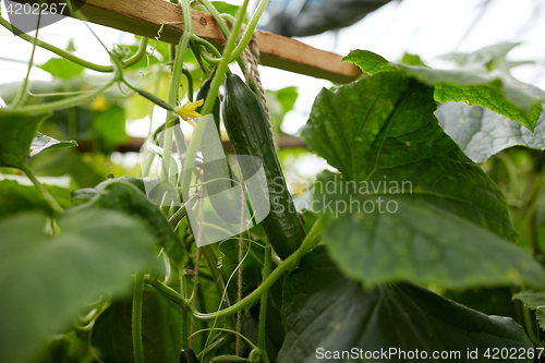 Image of close up of cucumber growing at garden