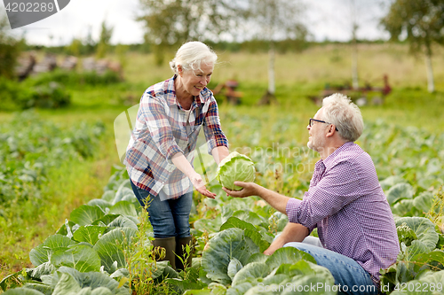 Image of senior couple picking cabbage on farm