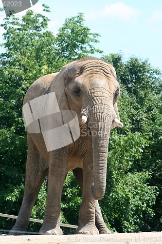 Image of Elephant