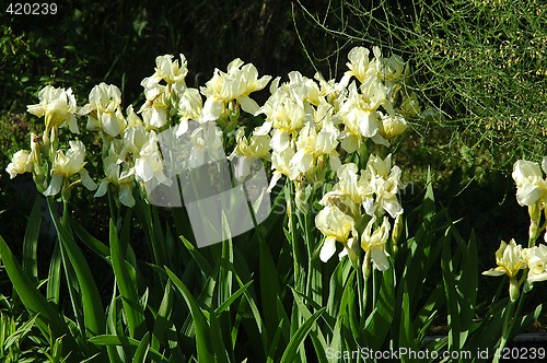 Image of White Iris Flowers