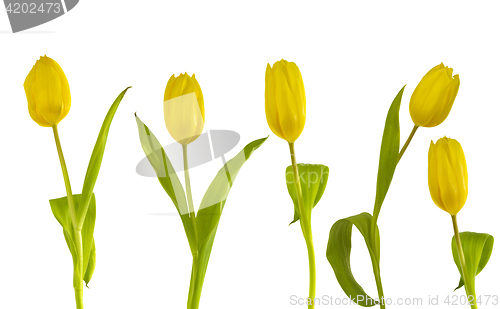 Image of Yellow Tulips