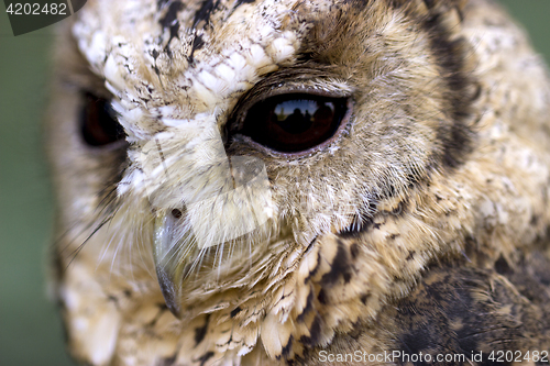 Image of Collared Scops Owl