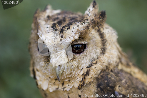 Image of Portrait from Collared Scops Owl