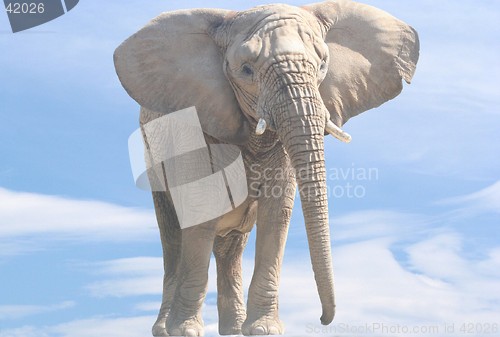 Image of Elephant