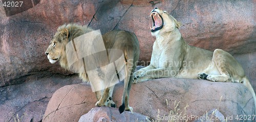 Image of Lions