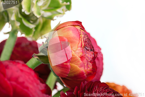 Image of Ranunkulyus bouquet of red flowers on a white background